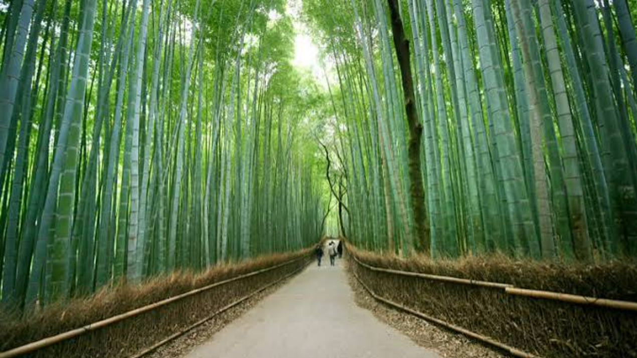Arashiyama area